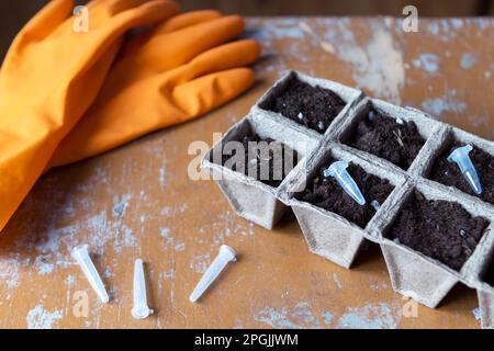 Petunia- und Surfiniasamen in Kapseln Stockfoto