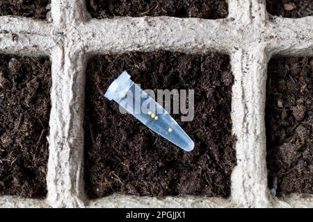 Kapsel aus Petunien- oder Surfiniesamen auf dem Hintergrund eines Torftopfs mit Erde. Blumensaat. Pflanzenproduktion, Blumenzucht. Biologisch abbaubare Box. Nahaufnahme, Stockfoto