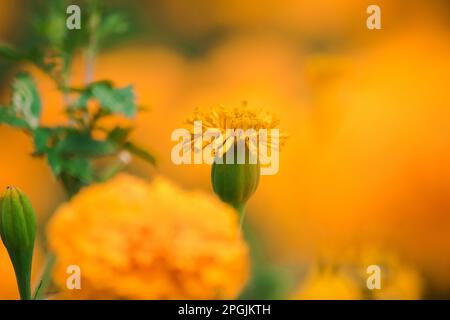 Die wunderschöne amerikanische Ringelblume ist eine beliebte Blume, die zum Verkauf gepflanzt wird Stockfoto