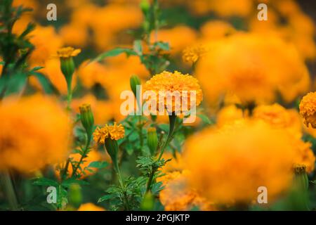 Die wunderschöne amerikanische Ringelblume ist eine beliebte Blume, die zum Verkauf gepflanzt wird Stockfoto