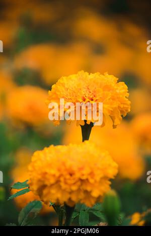 Die wunderschöne amerikanische Ringelblume ist eine beliebte Blume, die zum Verkauf gepflanzt wird Stockfoto