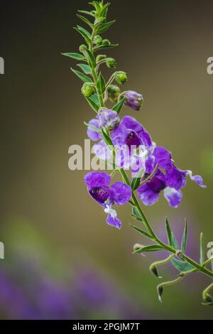 Die kleine Schildkrötenblume ist eine wunderschöne Blume. Erhältlich in Lila und Weiß Stockfoto