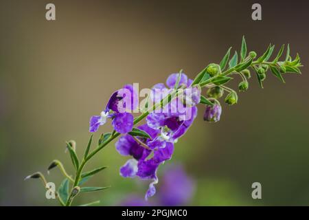 Die kleine Schildkrötenblume ist eine wunderschöne Blume. Erhältlich in Lila und Weiß Stockfoto