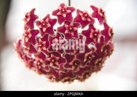 Hoya gibt es in vielen Varianten und Größen, mit vielen Blumen und Farben. Stockfoto