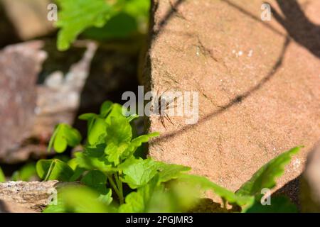 Weibliche Wolfsspinne ( Lycosidae ) mit ihren Eiern im Kokon auf einem Felsen im Sonnenlicht Stockfoto