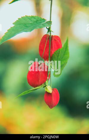 Abutilon, die Blumen sind orange-gelb und haben einen roten Sockel. Ist eine Zierpflanze, die in den Tropen beliebt ist Stockfoto