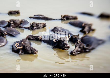 Heilige Kühe baden im Fluss Ganga, Varanasi, Indien Stockfoto