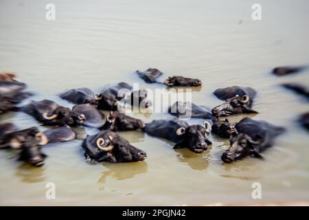 Heilige Kühe baden im Fluss Ganga, Varanasi, Indien Stockfoto