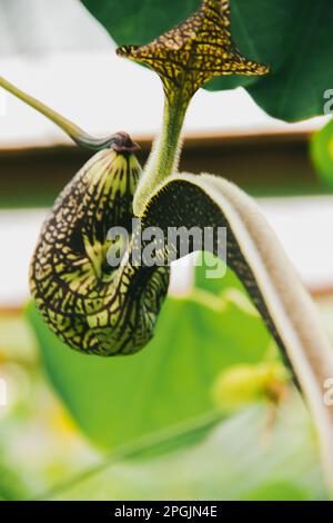 Aristolochia ringens sind herzförmige Efeu mit kleinen, einohrigen Ohren. Gekrümmte Blütenblätter, die zu einem lila-roten Muster verbunden sind. Stockfoto