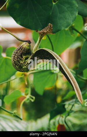 Aristolochia ringens sind herzförmige Efeu mit kleinen, einohrigen Ohren. Gekrümmte Blütenblätter, die zu einem lila-roten Muster verbunden sind. Stockfoto