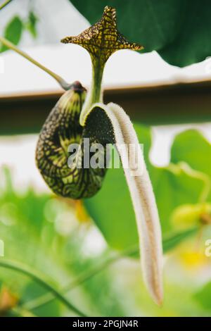 Aristolochia ringens sind herzförmige Efeu mit kleinen, einohrigen Ohren. Gekrümmte Blütenblätter, die zu einem lila-roten Muster verbunden sind. Stockfoto