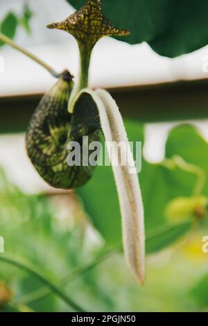 Aristolochia ringens sind herzförmige Efeu mit kleinen, einohrigen Ohren. Gekrümmte Blütenblätter, die zu einem lila-roten Muster verbunden sind. Stockfoto