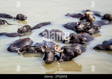 Heilige Kühe baden im Fluss Ganga, Varanasi, Indien Stockfoto