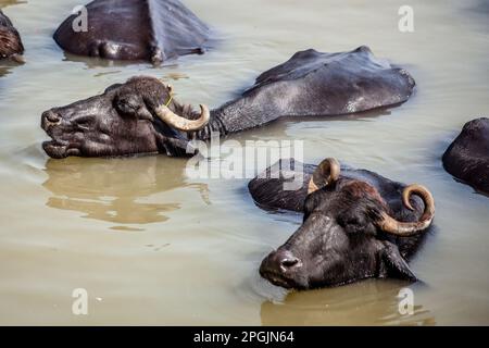 Heilige Kühe baden im Fluss Ganga, Varanasi, Indien Stockfoto