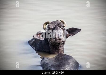 Heilige Kühe baden im Fluss Ganga, Varanasi, Indien Stockfoto