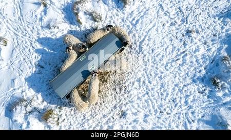 Schafe um einen Heuregal während eines Schneesturms, direkt von oben genommen. North Yorkshire, Großbritannien. Stockfoto