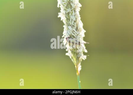 Zweifleckenkäfer ( Malachius bipustulatus ) auf einer grünen Pflanze Stockfoto