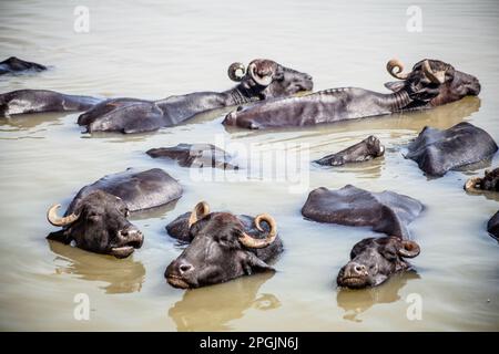 Heilige Kühe baden im Fluss Ganga, Varanasi, Indien Stockfoto