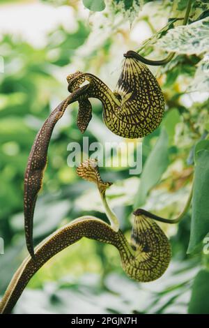 Aristolochia ringens sind herzförmige Efeu mit kleinen, einohrigen Ohren. Gekrümmte Blütenblätter, die zu einem lila-roten Muster verbunden sind. Stockfoto