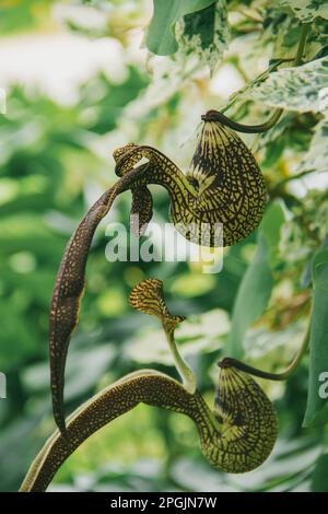 Aristolochia ringens sind herzförmige Efeu mit kleinen, einohrigen Ohren. Gekrümmte Blütenblätter, die zu einem lila-roten Muster verbunden sind. Stockfoto