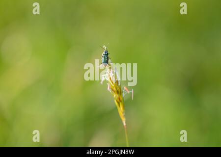 Zweifleckenkäfer ( Malachius bipustulatus ) auf einer grünen Pflanze Stockfoto