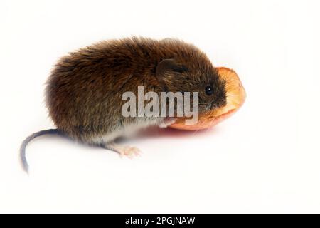 Mäuseartige Nagetiere als bösartige Schädlinge für den Menschen. Mäuse und Wühlmäuse kommen in Lagerhäuser und Haushalte und zerstören Getreide, Gemüse und Obst. Wühlmäuse Stockfoto