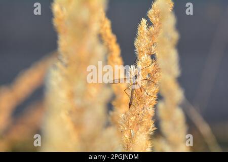 Große Kranfliege ( Tipulidae ) im Sonnenlicht auf einer Pflanze Stockfoto