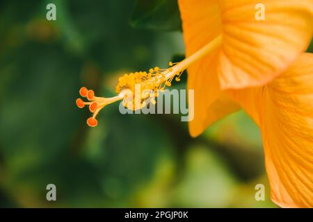 Gelber Hibiscus syriacus, eine Zierblume, die weltweit beliebt ist. Stockfoto