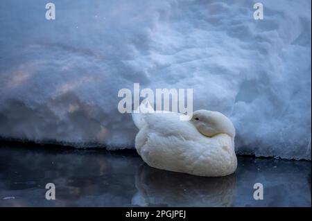 Weiße Ente im Wasser. Amerikanischer Pekin ruht im Winter. Der Pekin oder der weiße Pekin. Ruhige Szene. Stockfoto