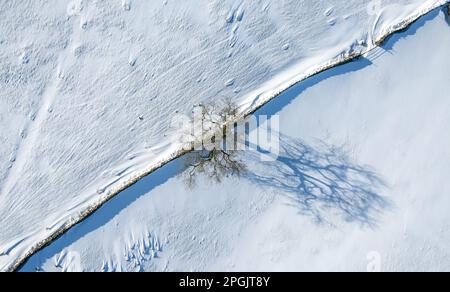 Baum und eine Dystonwand direkt von oben nach einem Schneesturm, die dramatische Schatten über der Show erzeugen. North Yorkshire, Großbritannien. Stockfoto