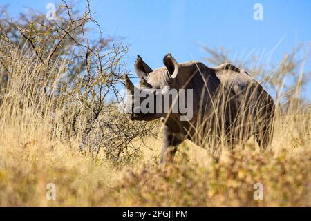 Ein Nashorn in der Savanne von Namibia Stockfoto