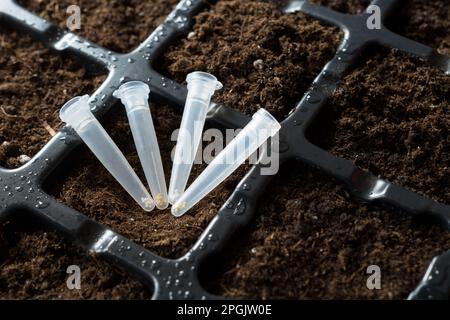 Kapseln aus Petunien- oder Surfiniasamen auf dem Hintergrund eines schwarzen Kunststofftopfs mit Erde. Blumensaat. Pflanzenproduktion, Blumenzucht, Gartenbau. Stockfoto