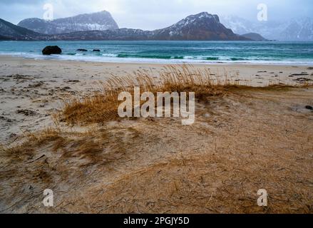 Küste mit Gras am Strand, türkisfarbenem Meer und steilen felsigen Bergen am Horizont. Der Winter endet am Strand Haukland, den Lofoten-Inseln, Norwegen. Stockfoto