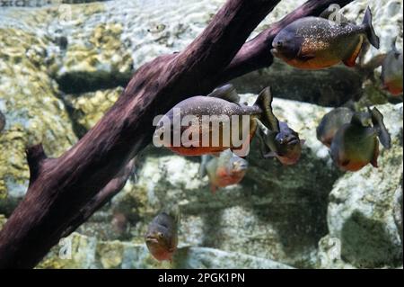 Rothäugige Piranhas, auch bekannt als die roten Piranhas (Pygocentrus nattereri), die in ihrem Gehege im Faunia Zoo abgebildet sind. Stockfoto