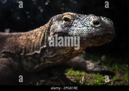 Ein Komodo-Drache (Varanus komodoensis), auch bekannt als Komodo-Monitor, die größte Extraktionsart der Eidechse Stockfoto