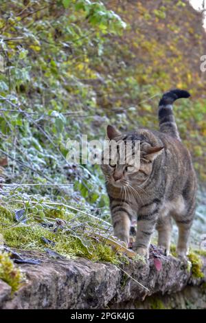 Katze und Schnee. Graue Katze im Winter wandert auf einem verschneiten Feld. Wunderschöne Katze. Stockfoto