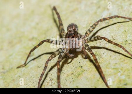 Spider, Lycosidae auf dem Felsen, Wolfsspinnen sind Mitglieder der Familie Lycosidae. Stockfoto