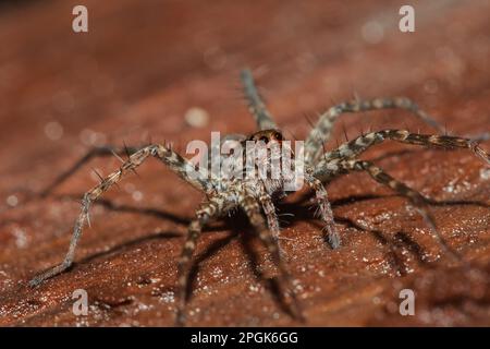 Spider, Lycosidae auf dem Felsen, Wolfsspinnen sind Mitglieder der Familie Lycosidae. Stockfoto