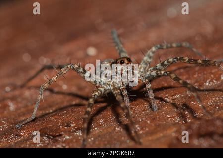 Spider, Lycosidae auf dem Felsen, Wolfsspinnen sind Mitglieder der Familie Lycosidae. Stockfoto