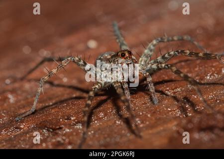 Spider, Lycosidae auf dem Felsen, Wolfsspinnen sind Mitglieder der Familie Lycosidae. Stockfoto