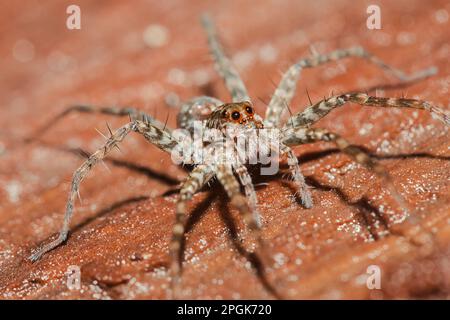 Spider, Lycosidae auf dem Felsen, Wolfsspinnen sind Mitglieder der Familie Lycosidae. Stockfoto