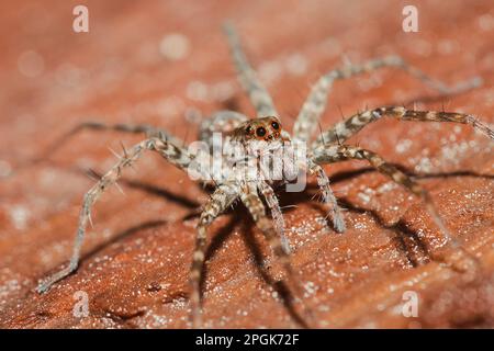 Spider, Lycosidae auf dem Felsen, Wolfsspinnen sind Mitglieder der Familie Lycosidae. Stockfoto