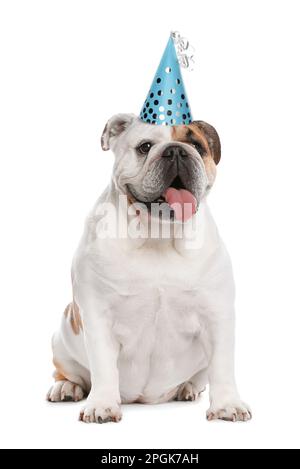 Bezaubernde, lustige englische Bulldogge mit Partyhut auf weißem Hintergrund Stockfoto