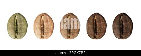 Schritte beim Rösten von Kaffeebohnen auf weißem Hintergrund, Collage. Bannerdesign Stockfoto