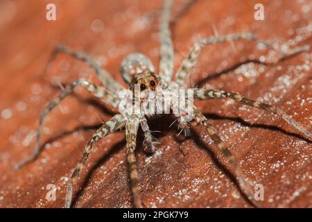 Spider, Lycosidae auf dem Felsen, Wolfsspinnen sind Mitglieder der Familie Lycosidae. Stockfoto