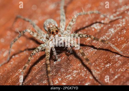 Spider, Lycosidae auf dem Felsen, Wolfsspinnen sind Mitglieder der Familie Lycosidae. Stockfoto