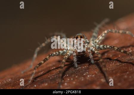 Spider, Lycosidae auf dem Felsen, Wolfsspinnen sind Mitglieder der Familie Lycosidae. Stockfoto