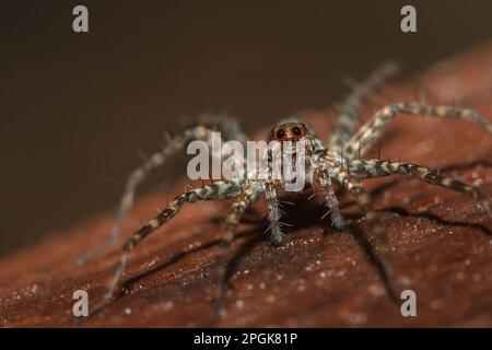 Spider, Lycosidae auf dem Felsen, Wolfsspinnen sind Mitglieder der Familie Lycosidae. Stockfoto