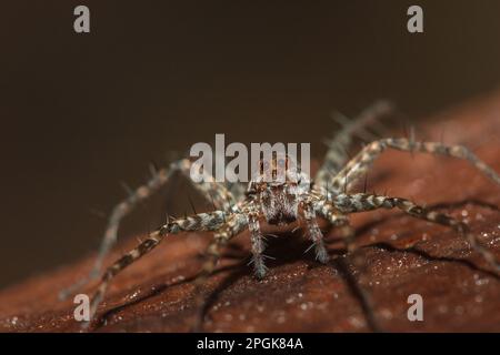 Spider, Lycosidae auf dem Felsen, Wolfsspinnen sind Mitglieder der Familie Lycosidae. Stockfoto