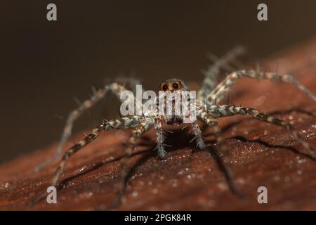Spider, Lycosidae auf dem Felsen, Wolfsspinnen sind Mitglieder der Familie Lycosidae. Stockfoto